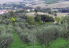 extra-virgin olive oil cartoceto  italy