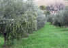 extra-virgin olive oil cartoceto  italy